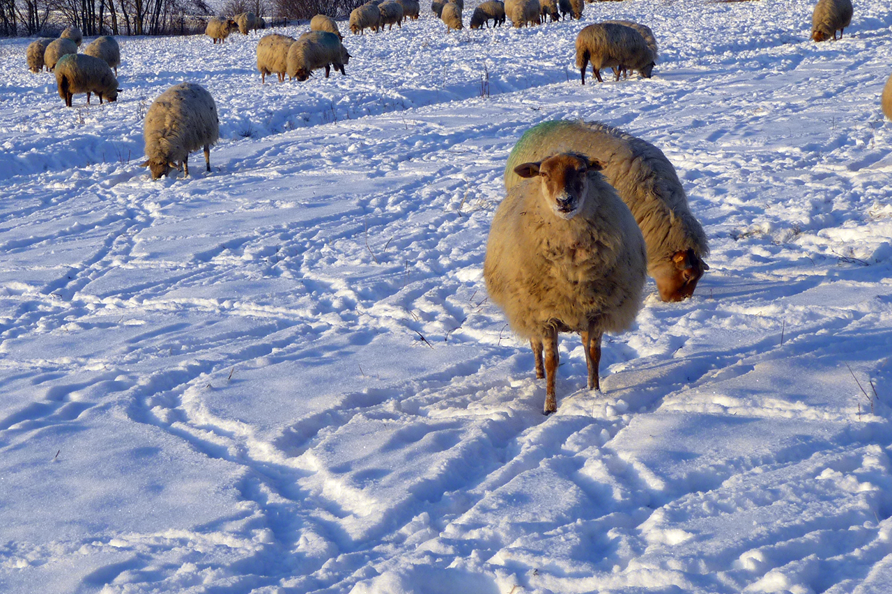 Mergellandschaap - Dutch Breed