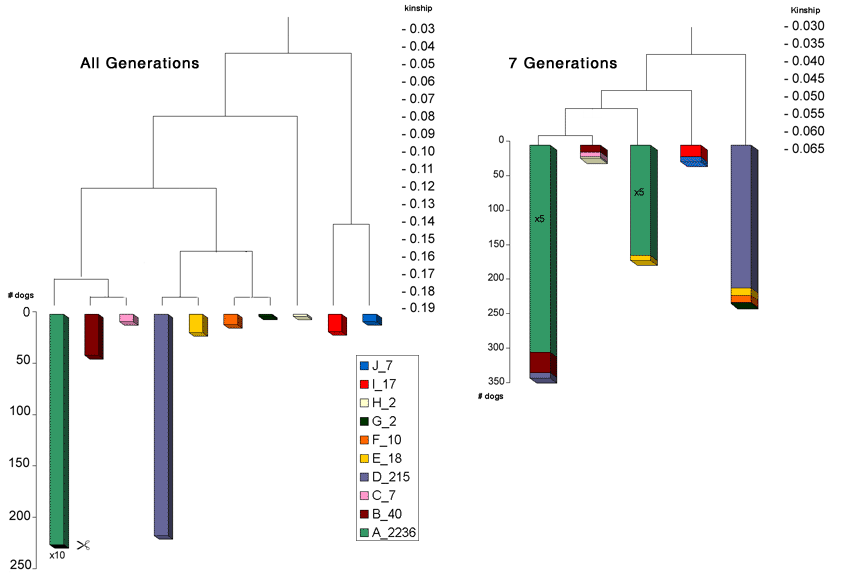 Clusteranalyse van dezelfde populatie op basis van verwantschap berekend over alle generaties vergeleken met verwantschap berekend over 7 generaties.<br/> <b>Het belangrijkste om op te merken: met een onvolledige dataset, het plaatje ziet er totaal anders uit.</b>