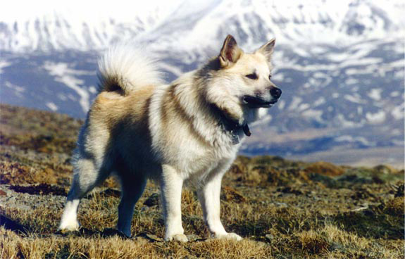 De IJslandse herdershond was het eerste ras waar Mean Kinship werd gebruikt om dit ras te helpen behouden.