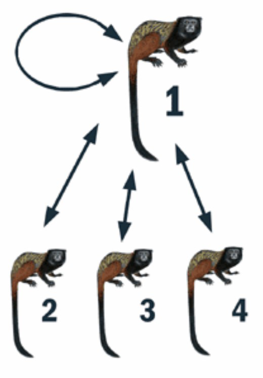 Gemiddeld verwantschapsvoorbeeld (N=4)