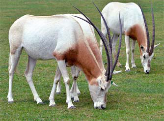 Scimitar Oryx - Overleeft zelfs enkel in dierentuinen