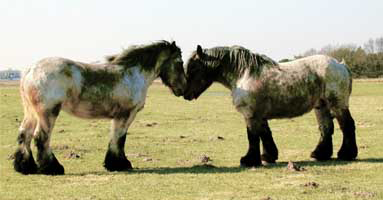 Dutch Draft Horse