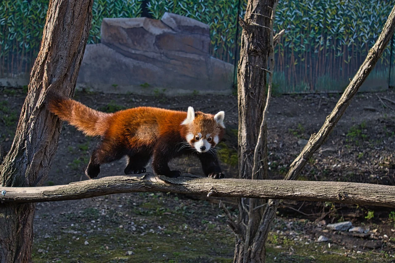 Kleine Panda's gaan hard achteruit in het wild